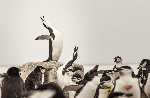 a group of penguins singing in antarctica